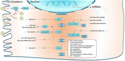 miRNAs and Leukotrienes in <mark class="highlighted">Respiratory Syncytial Virus Infection</mark>